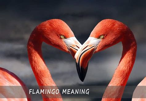 Magic motion flamingk